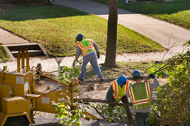 Best Large Tree Removal  in Tara Hills, CA